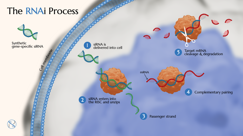 Figure 1_Overview of the RNAi Process