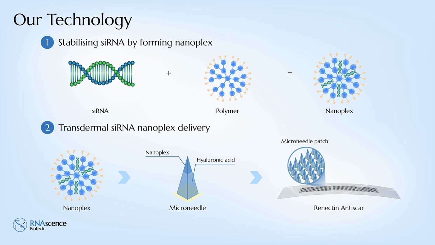 Figure 2_Schematic showing the RNA nanoplex which stabilizes the siRNA followed by its loading into dissolving microneedle tips for transdermal delivery.