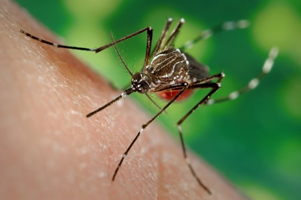 Close-up of an Aedes aegypti mosquito feeding on human skin, a primary vector of dengue fever