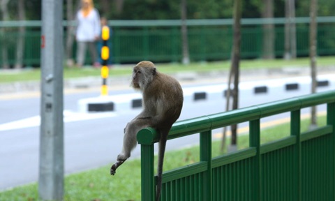 monkey see monkey do