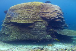 Coral for extracting humic acid_325x217