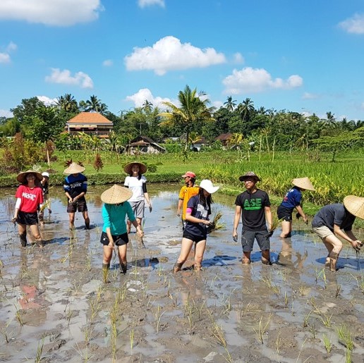 Introductory fieldcourse - rice paddy in Bali_square