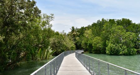 coastal_mangrove.jpg
