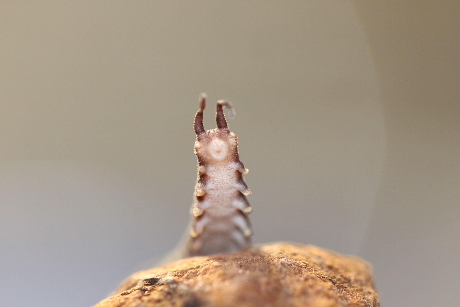 velvet-worm-s-slime-could-hold-the-key-f