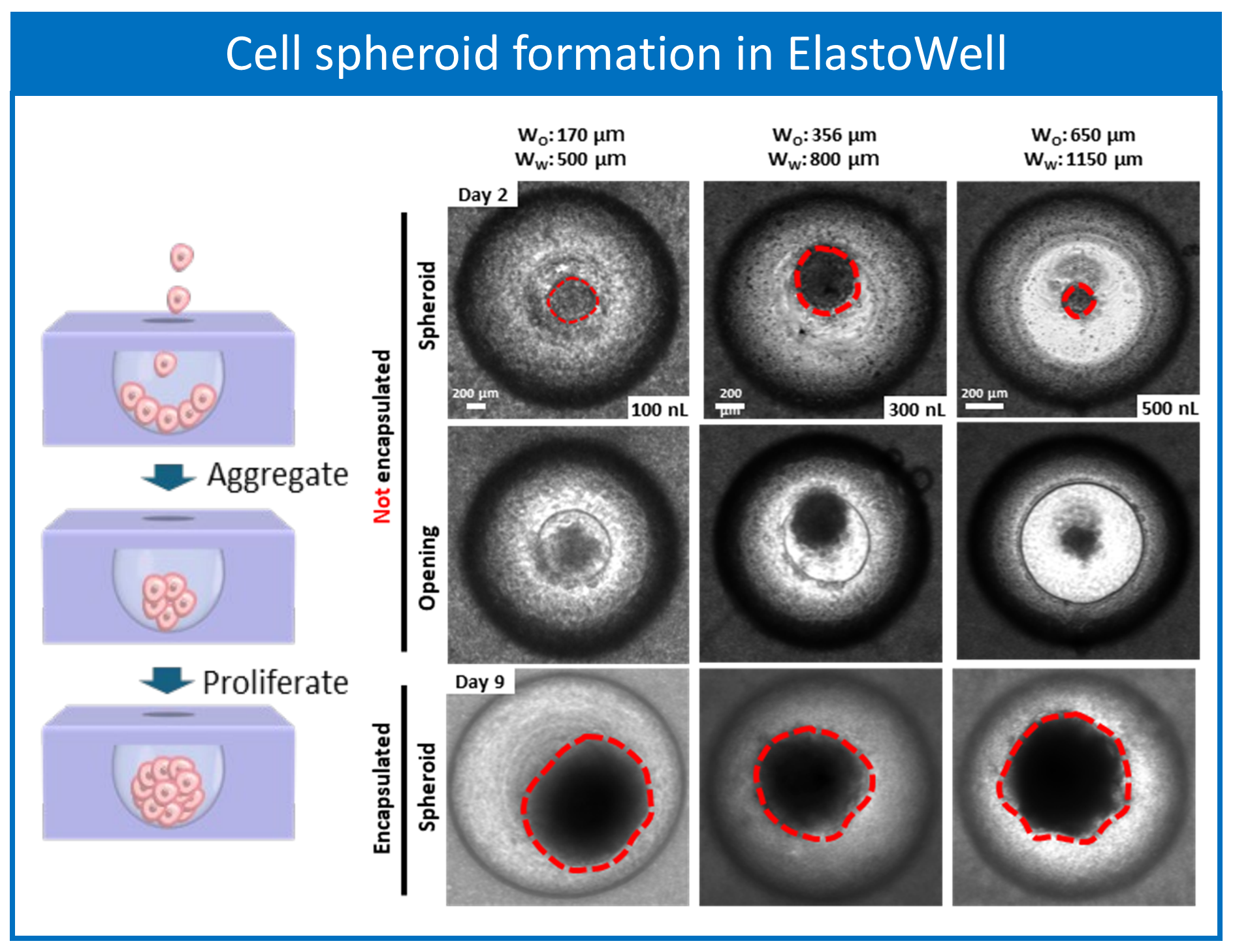 ElastoWell_Image_Cell spheroid formation