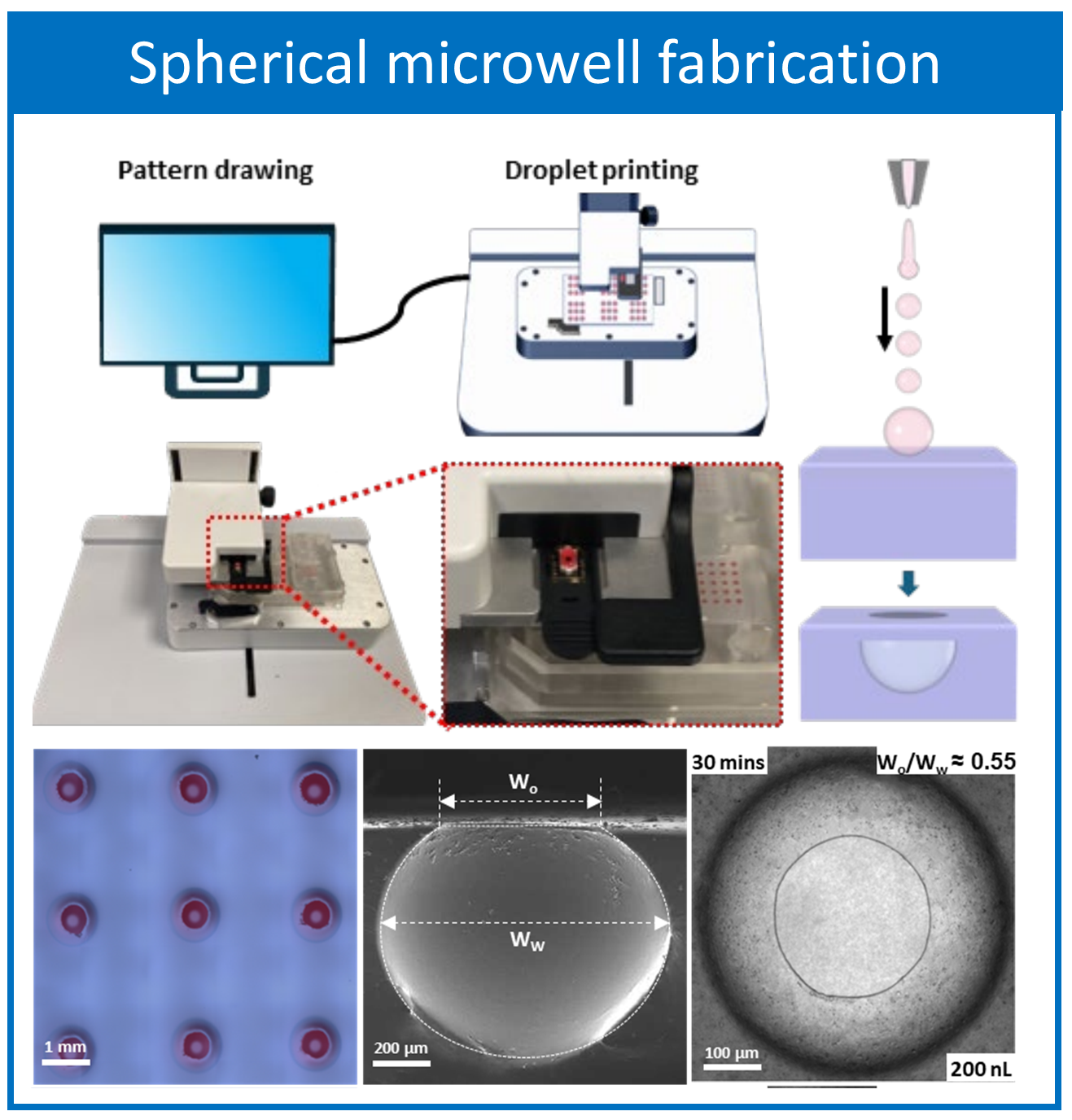 ElastoWell_Image_Spherical microwell fabrication