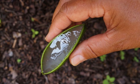 Bio-Gelation Technology Singapore