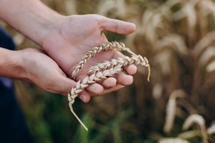 male hand holding a wheat