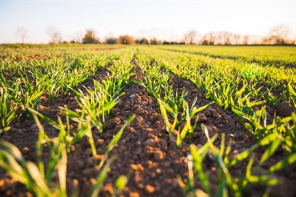 Golden hour of an agricultural field