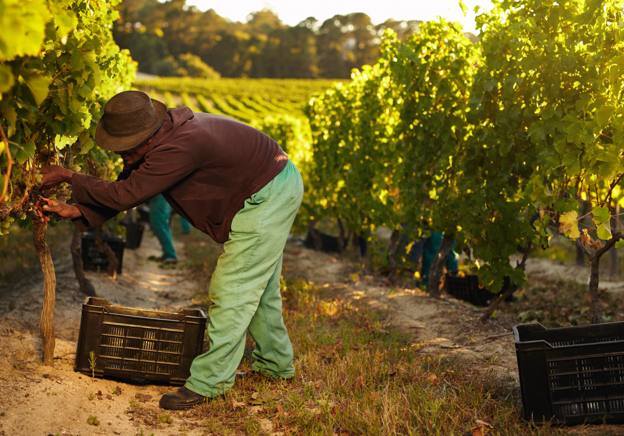 African farmer harvesting grapes in vineyard.