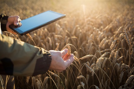 Farmer with tablet in wheat field