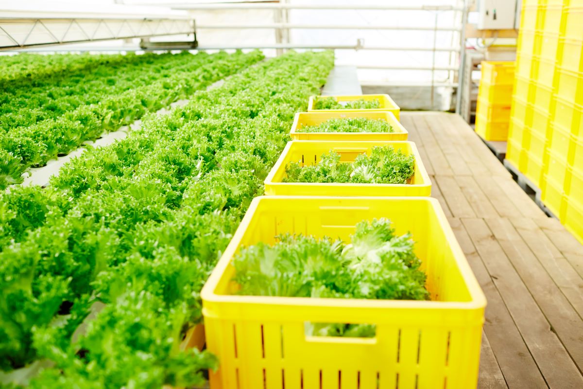 plastic farm baskets with fresh lettuce