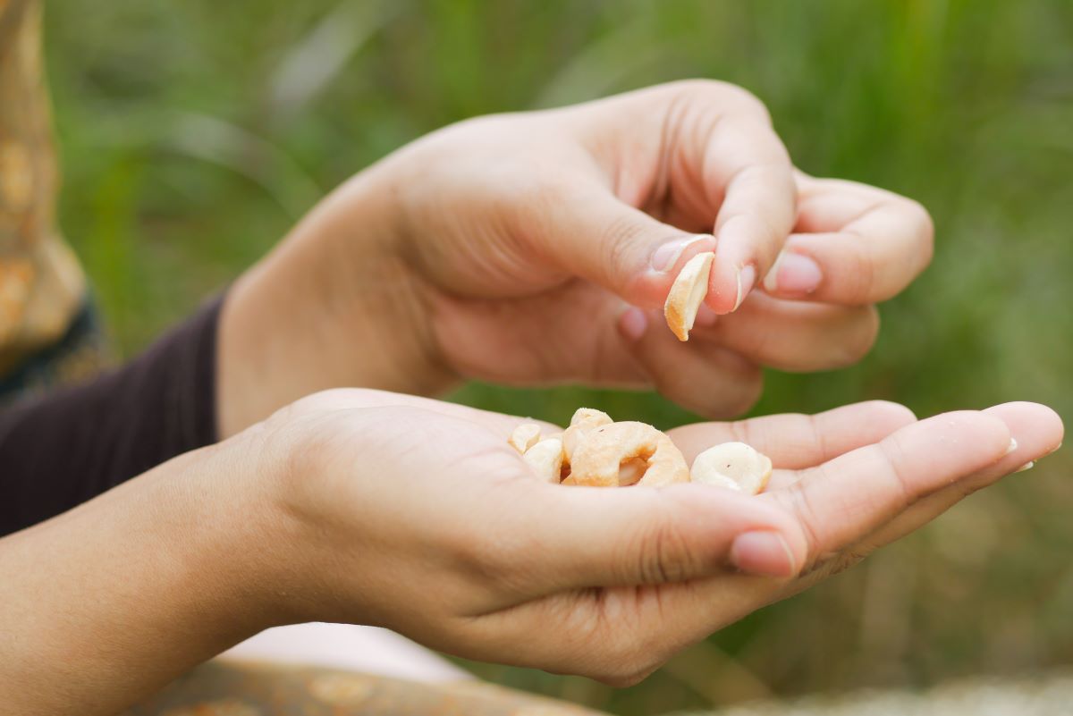 women hand pick cashew nut outdoor