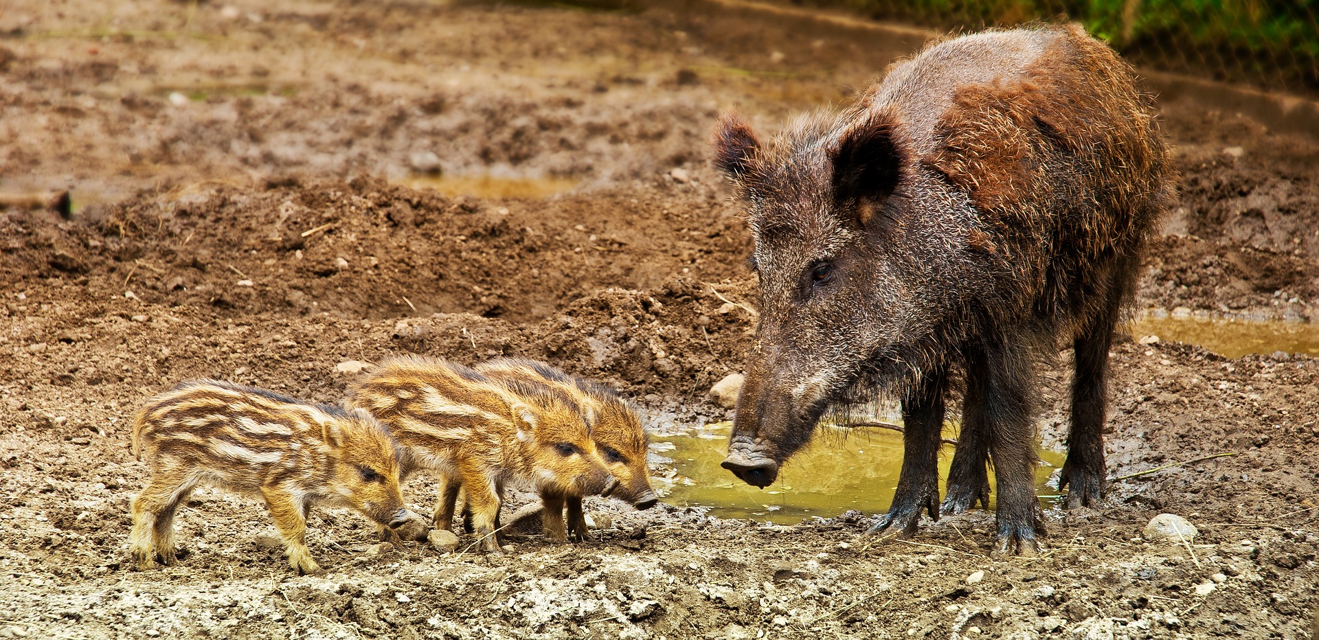 Wild pig and piglets