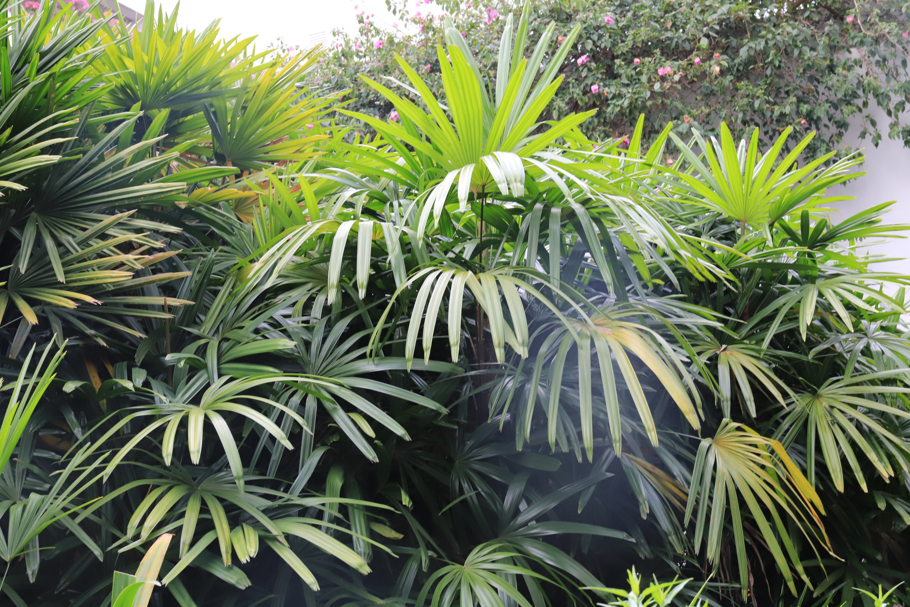 Leaves of the bamboo palm