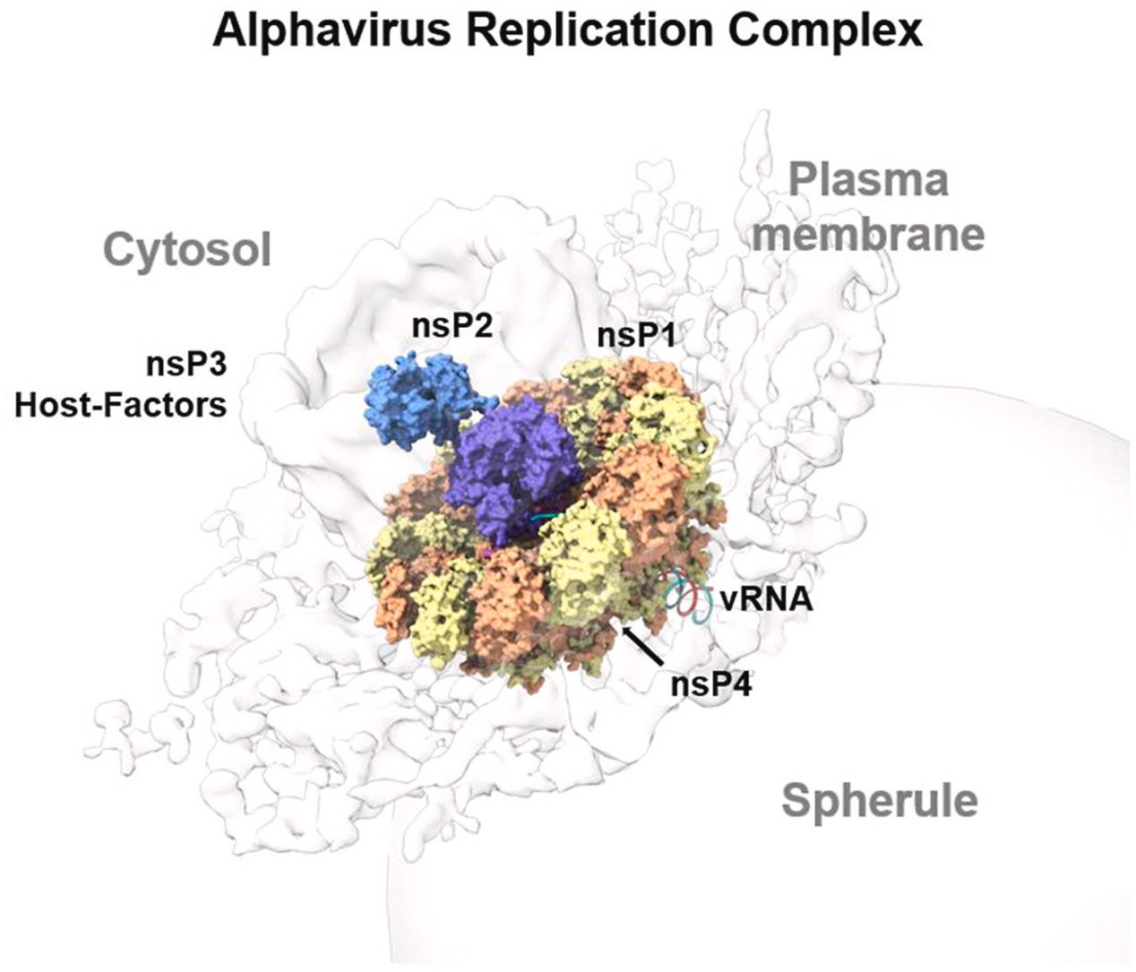 Replication complex of Chikungunya virus