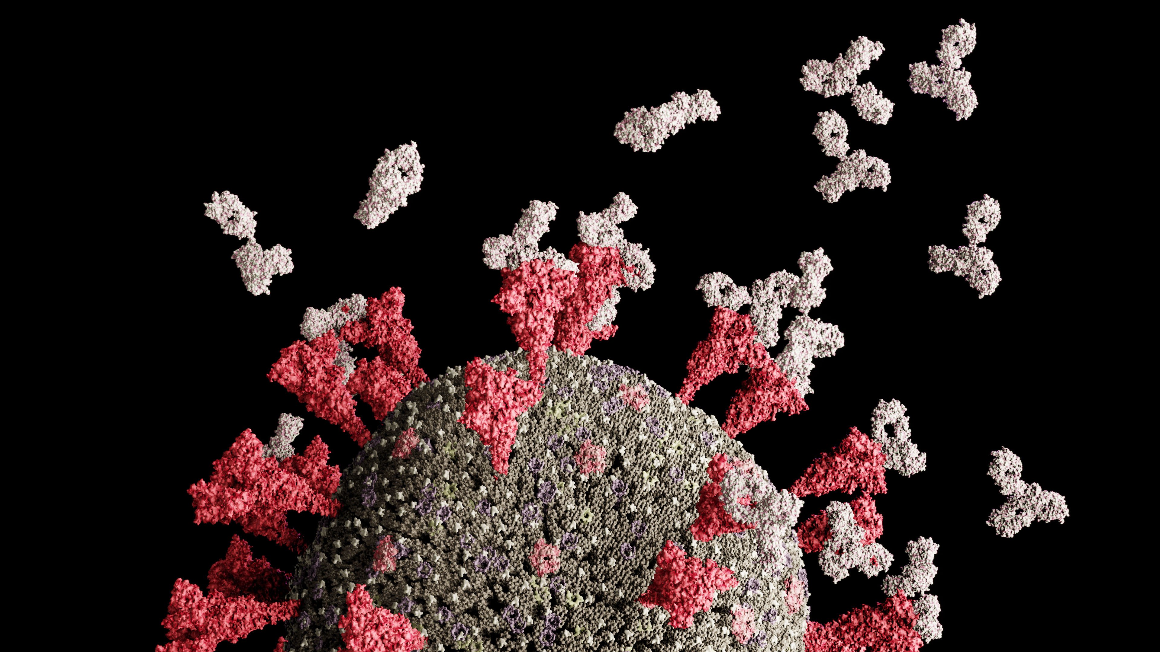 An illustration of COVID-19 coronavirus 