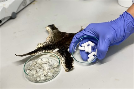 Biomaterial from fish scales and bullfrog skin