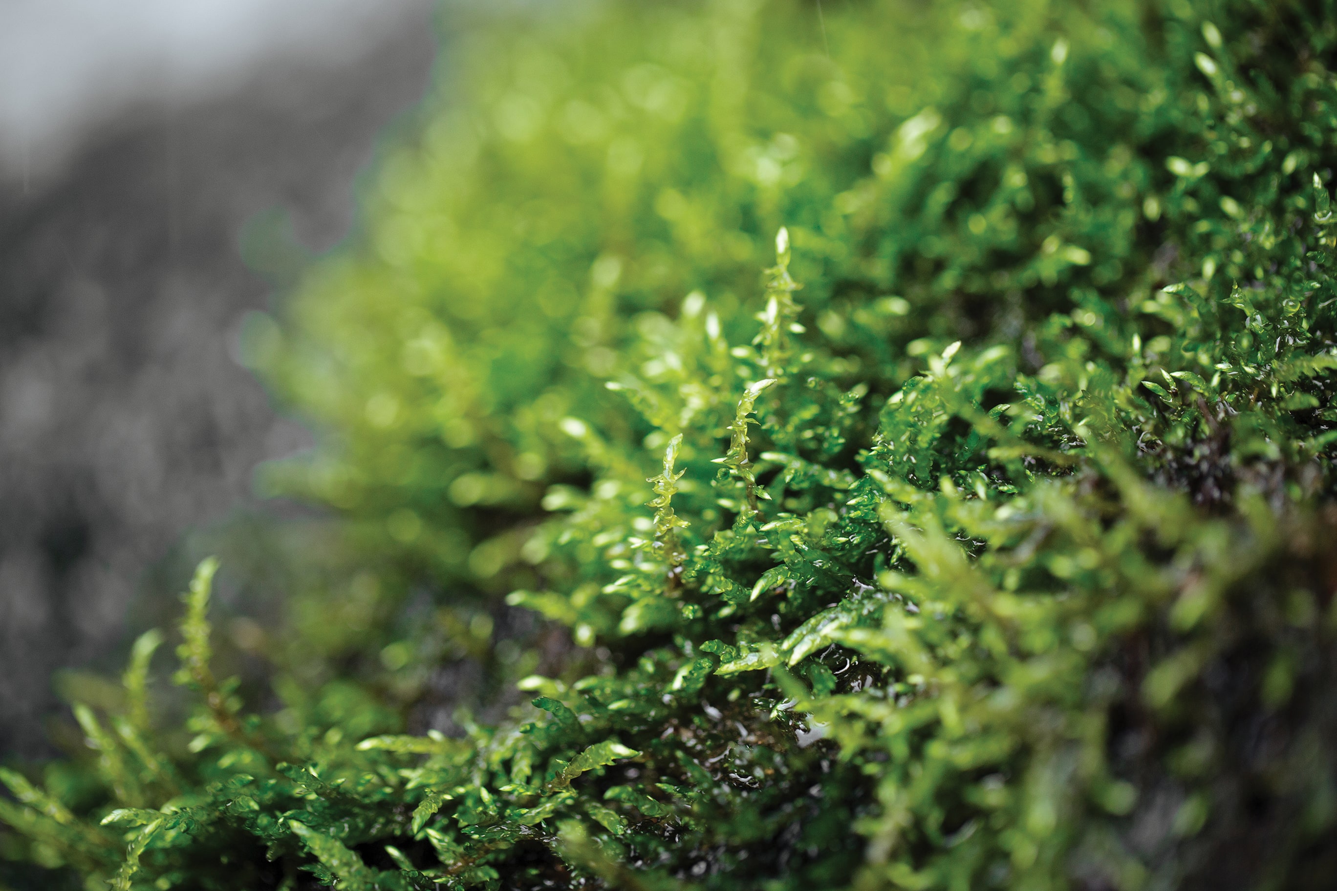 Moss with dew 
