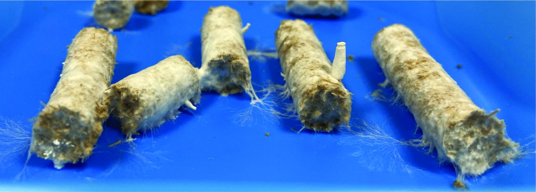 Printed waste-based rods bound by fungus