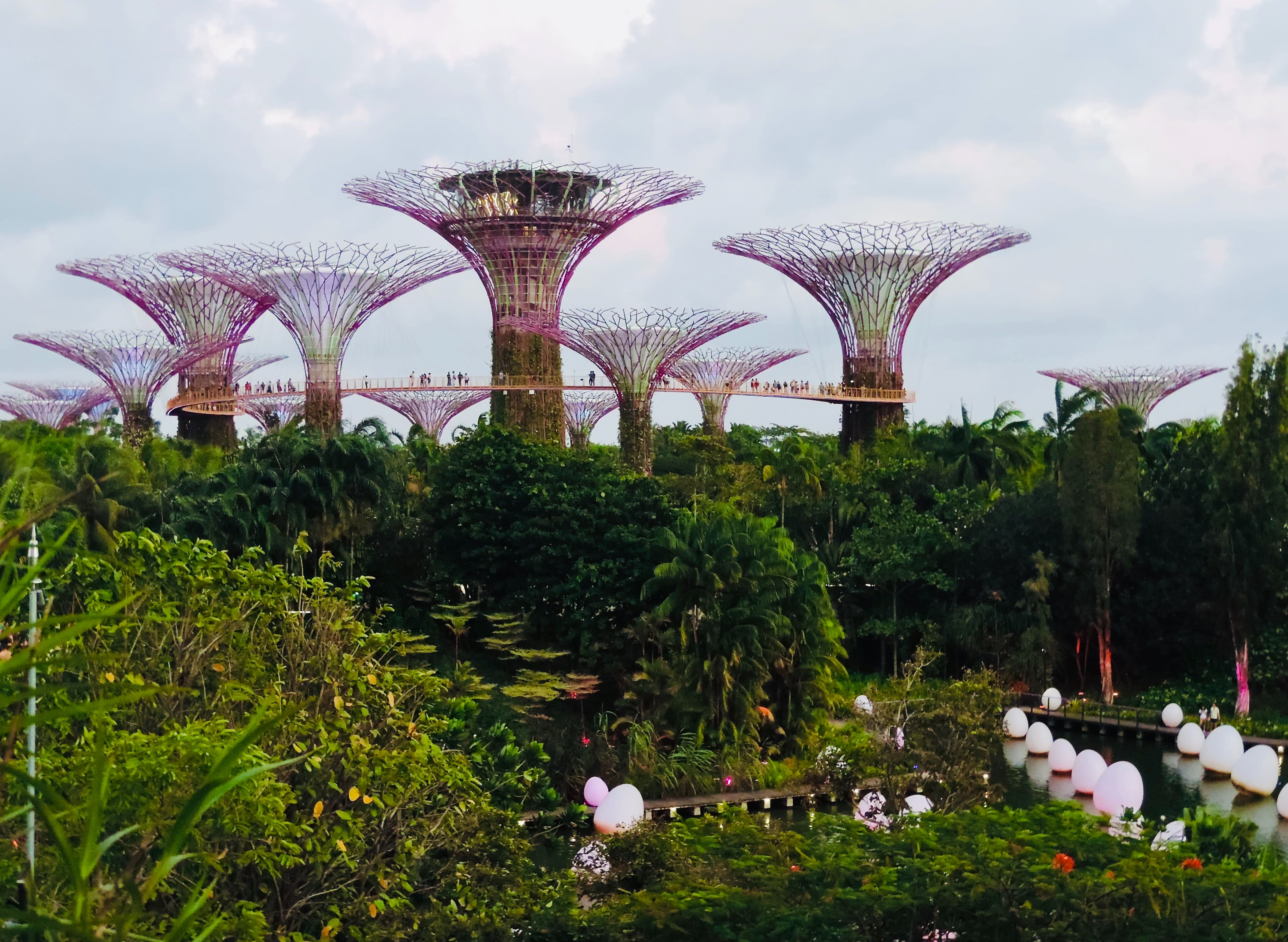 Supertree grove at Gardens by the bay 