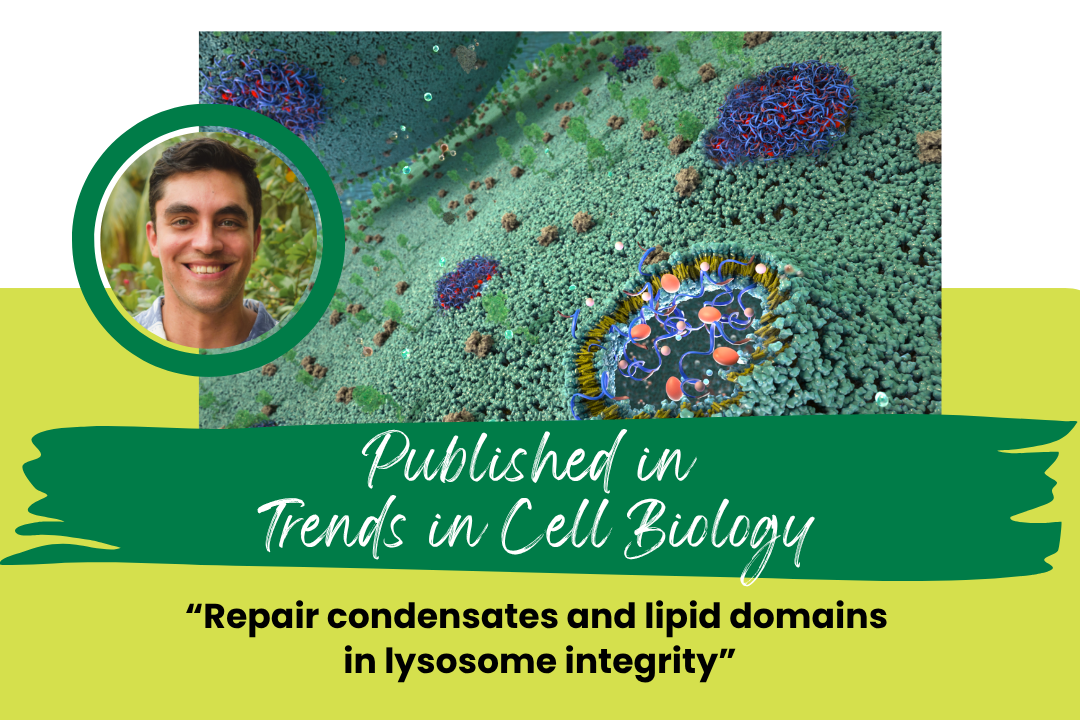 How Cells Repair Themselves: New Insights into Lysosome Damage Response ...