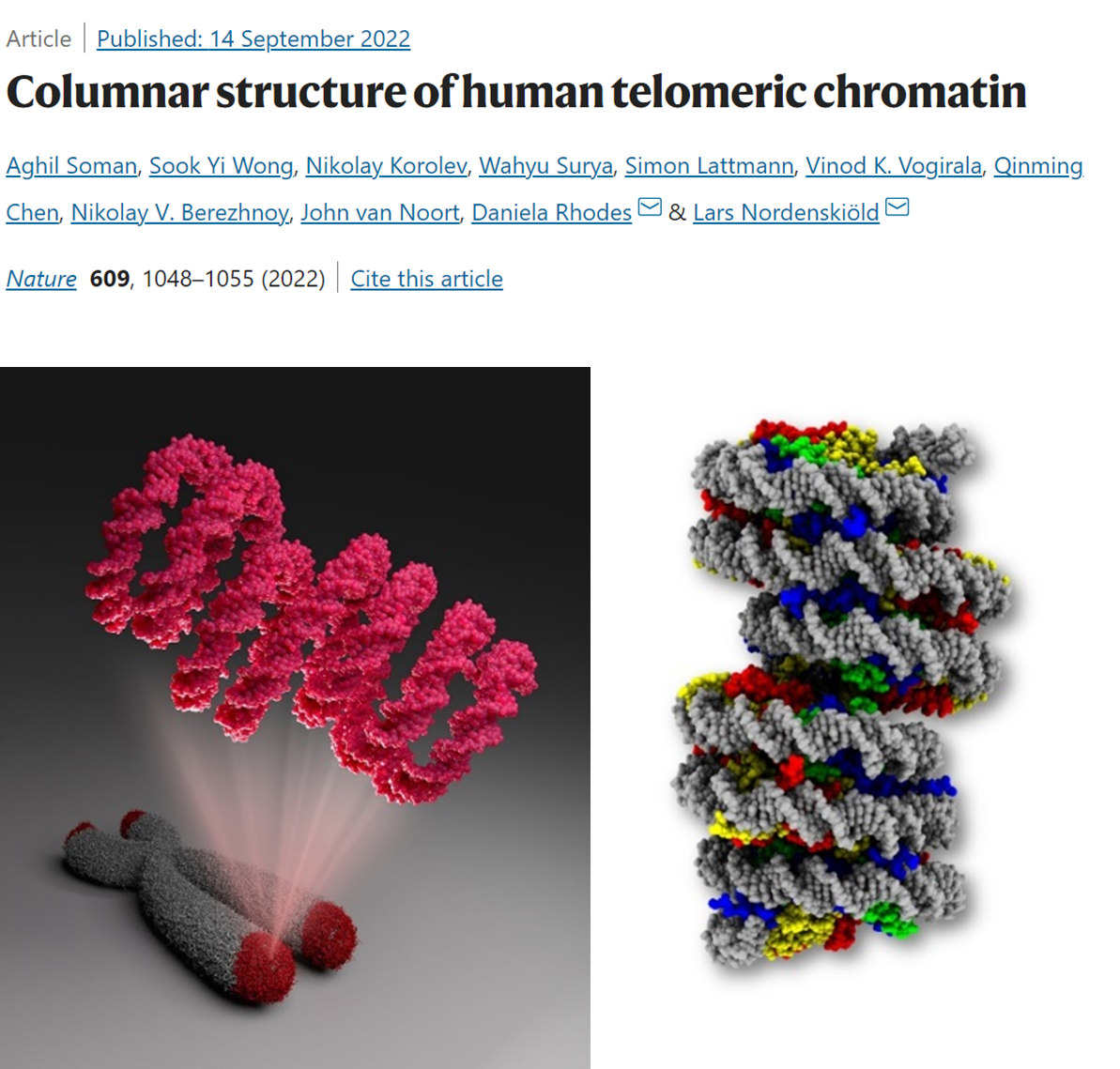 Columnar structure of human telomeric chromatin