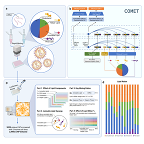 Diagram showing how COMET predicts LNP efficacy from component structures, compositions, ratios and mixing parameters, with panels on synthesis, prediction, high-throughput training data and common molar ratios.