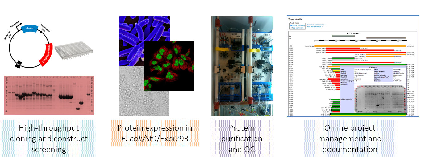 Protein Production Platform​