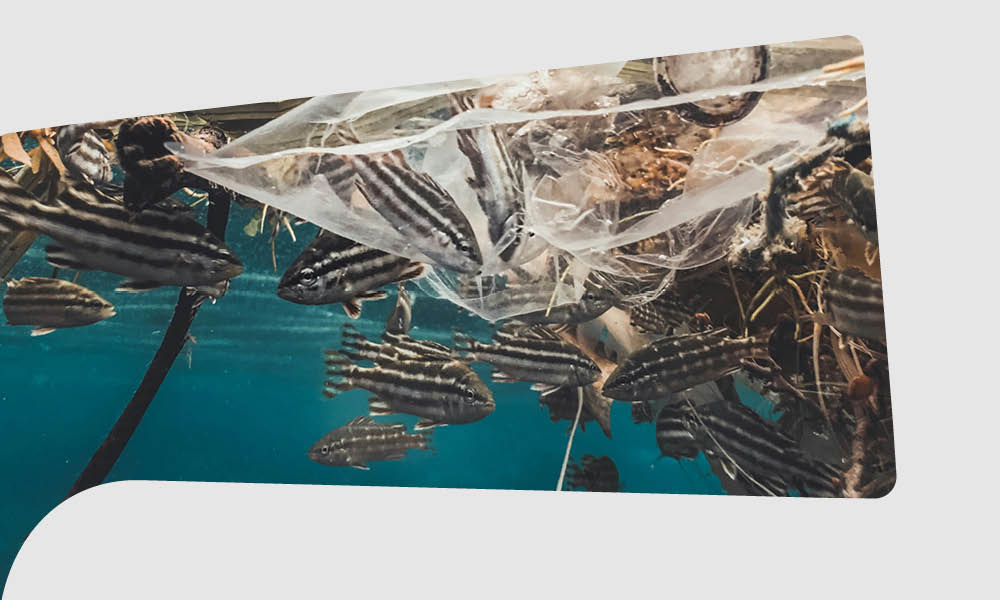 Environmental Humanities