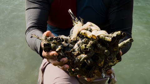 2026-02-03 Env Hum - Shipworms 2