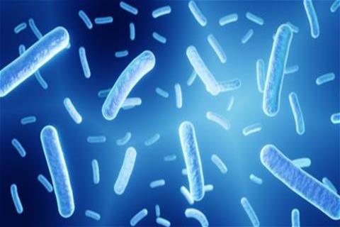Lactobacillus probiotic microbiome bacteria