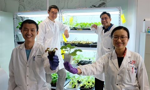 NTU Singapore scientists develop device to 'communicate' with plants using electrical signals – Professor Chen Xiaodong