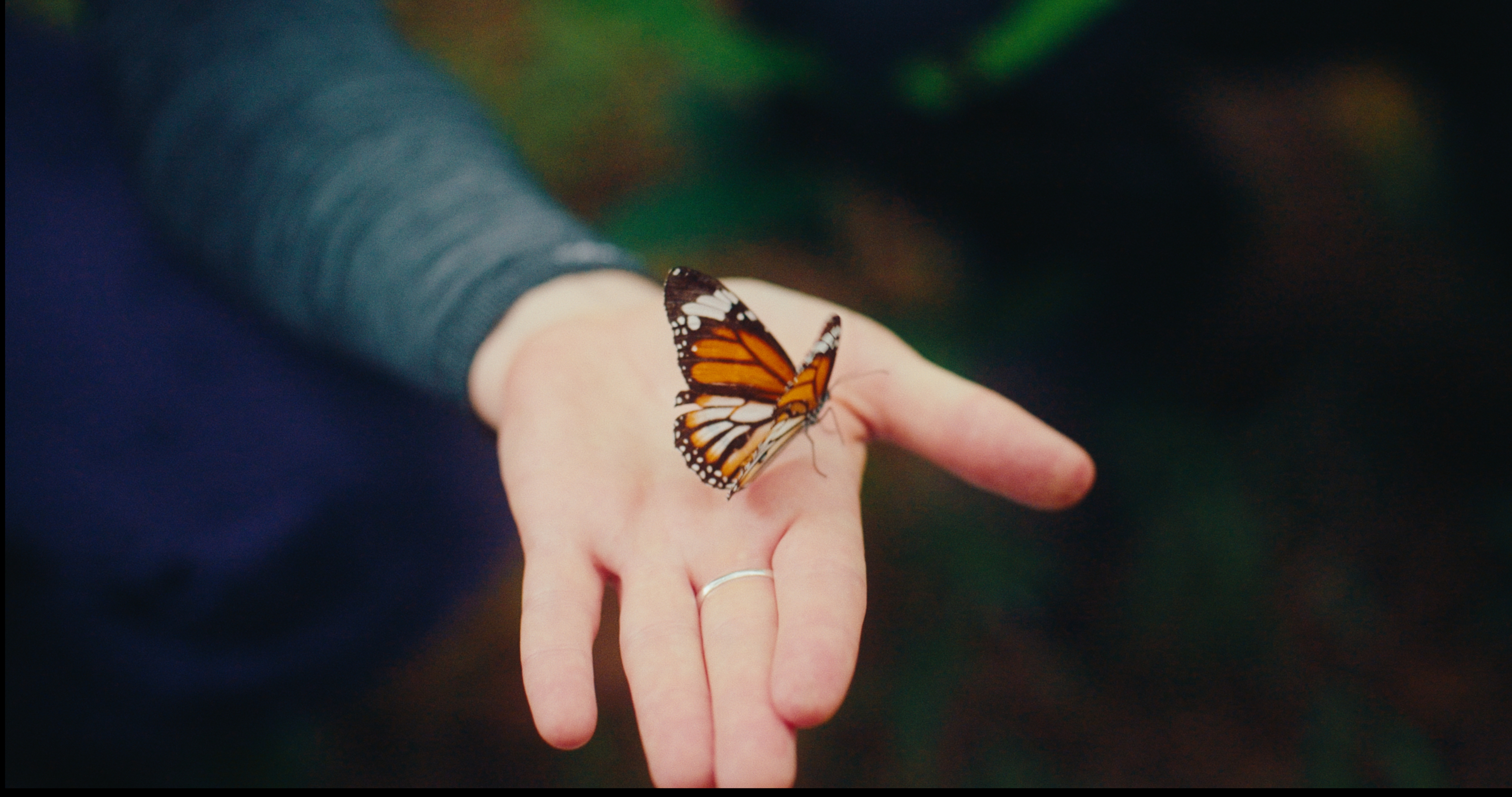 Butterfly on hand