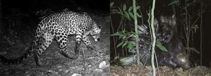 Caught on camera; a leopard (left) and porcupine (right) trapped on camera on a cashew plantation in the study. Photo credit: Anushka Rege.