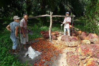 Oil palm growers_Janice Lee_325