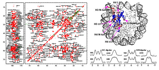 2d 13C-13C DARR NMR spectrum and 1H-13C/15N dipolar lineshapes from a 3D DIPSHIFT spectrum of nucleosomes.