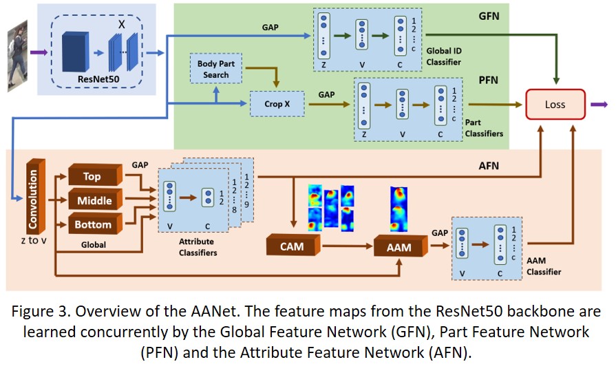 Figure 3. Overview of the AANet. The feature maps from the ResNet50 backbone are learned concurrently by the Global Feature Network (GFN), Part Feature Network  (PFN) and the Attribute Feature Network (AFN).