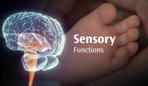 Brain with text on Sensory Function