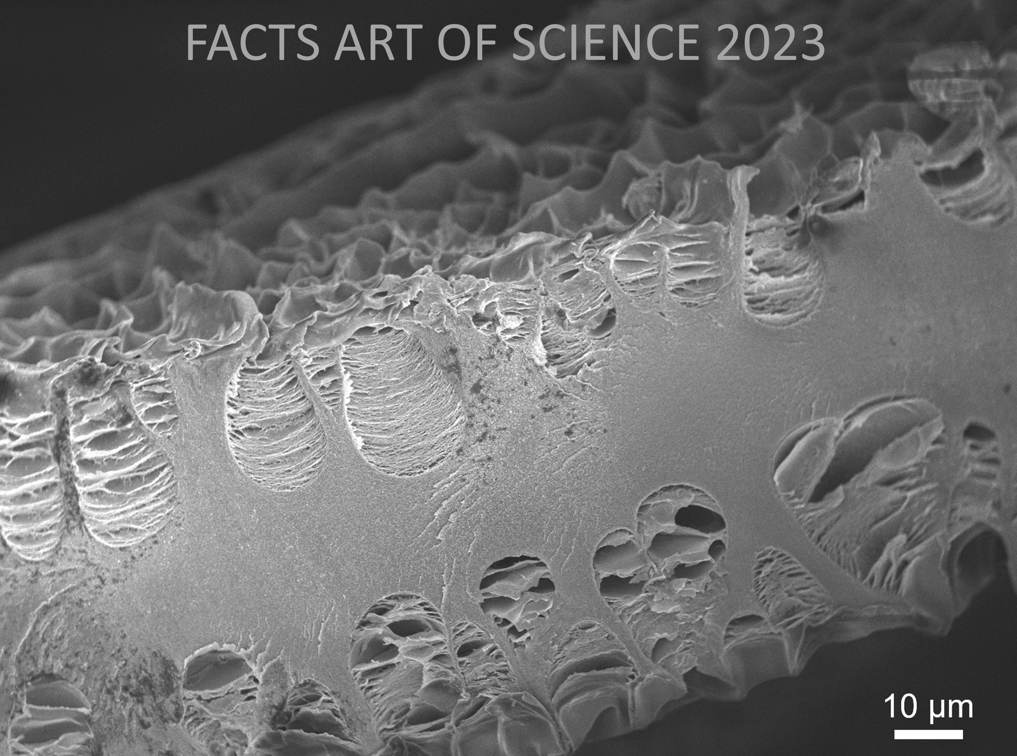 scientifc consolation prize 5