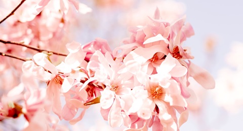 Managing Menstrual Pain with TCM