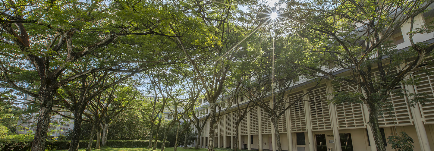 Canopy of Trees from a Low Angle on NIE Campus Grounds