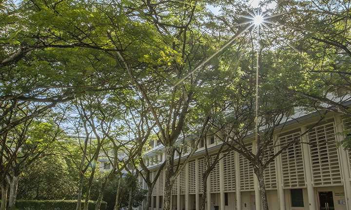 Canopy of Trees from a Low Angle on NIE Campus Grounds (720x432px)