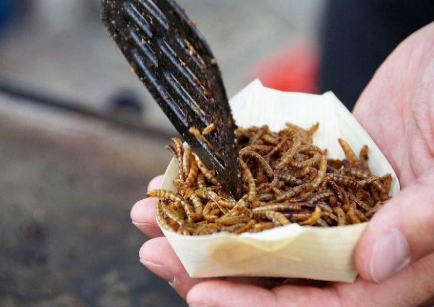 Foodies here may soon get to chomp on insects in eateries, or as fried snacks and protein bars. Also on the menu: silkworm cocoons.