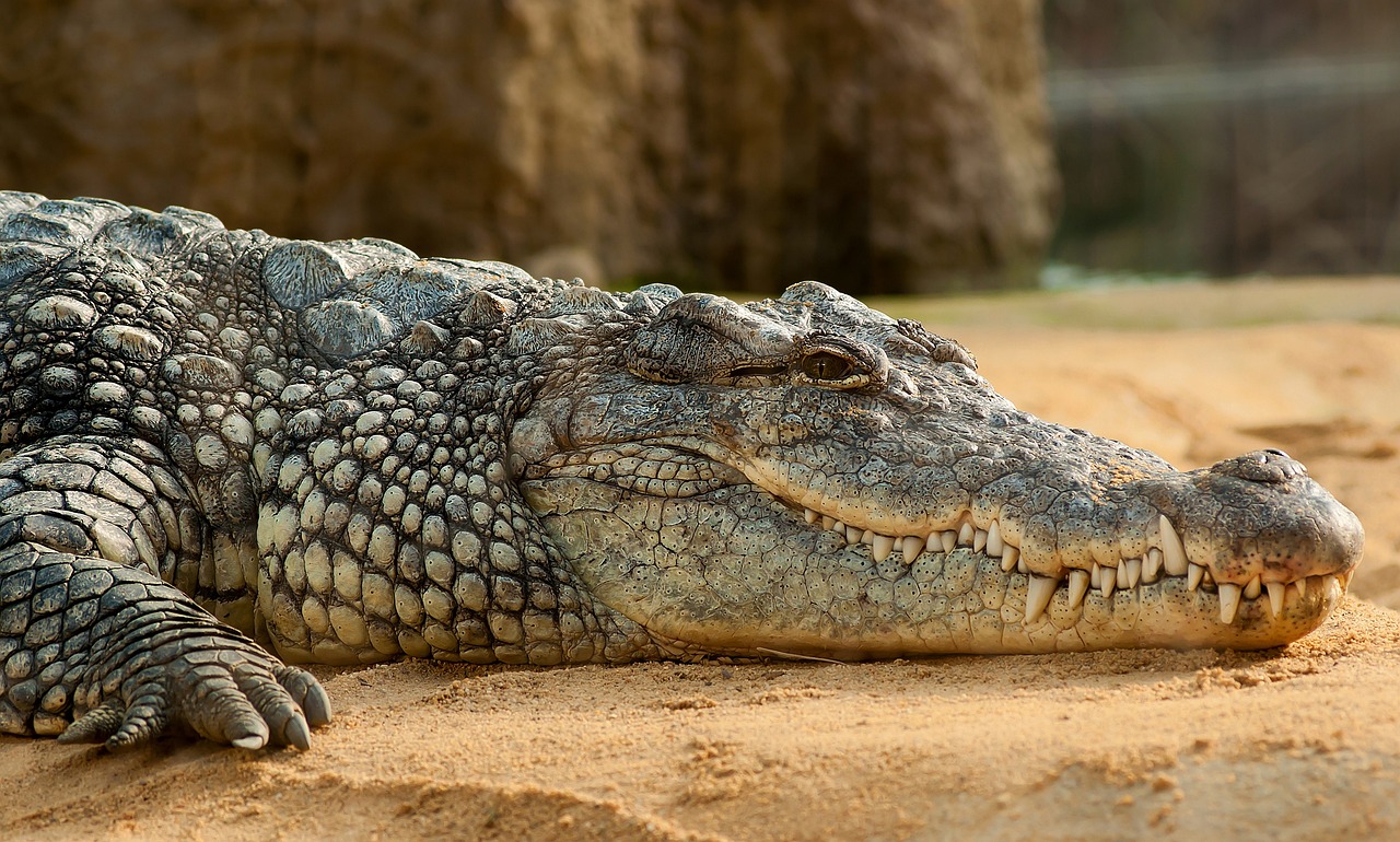 Crocodile lying down