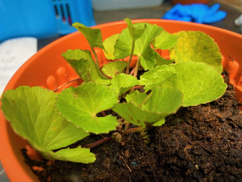 A pot containing a plant