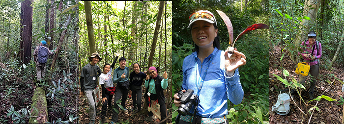 Collage ecology