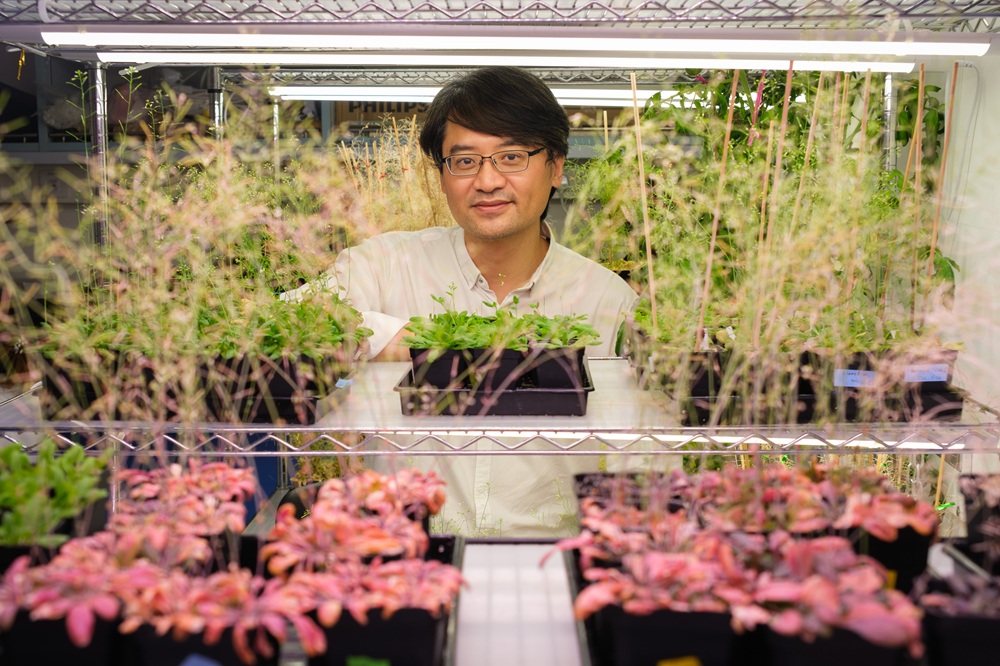 1_NTU Prof Miao Yansong with the model plants that have improved immune systems