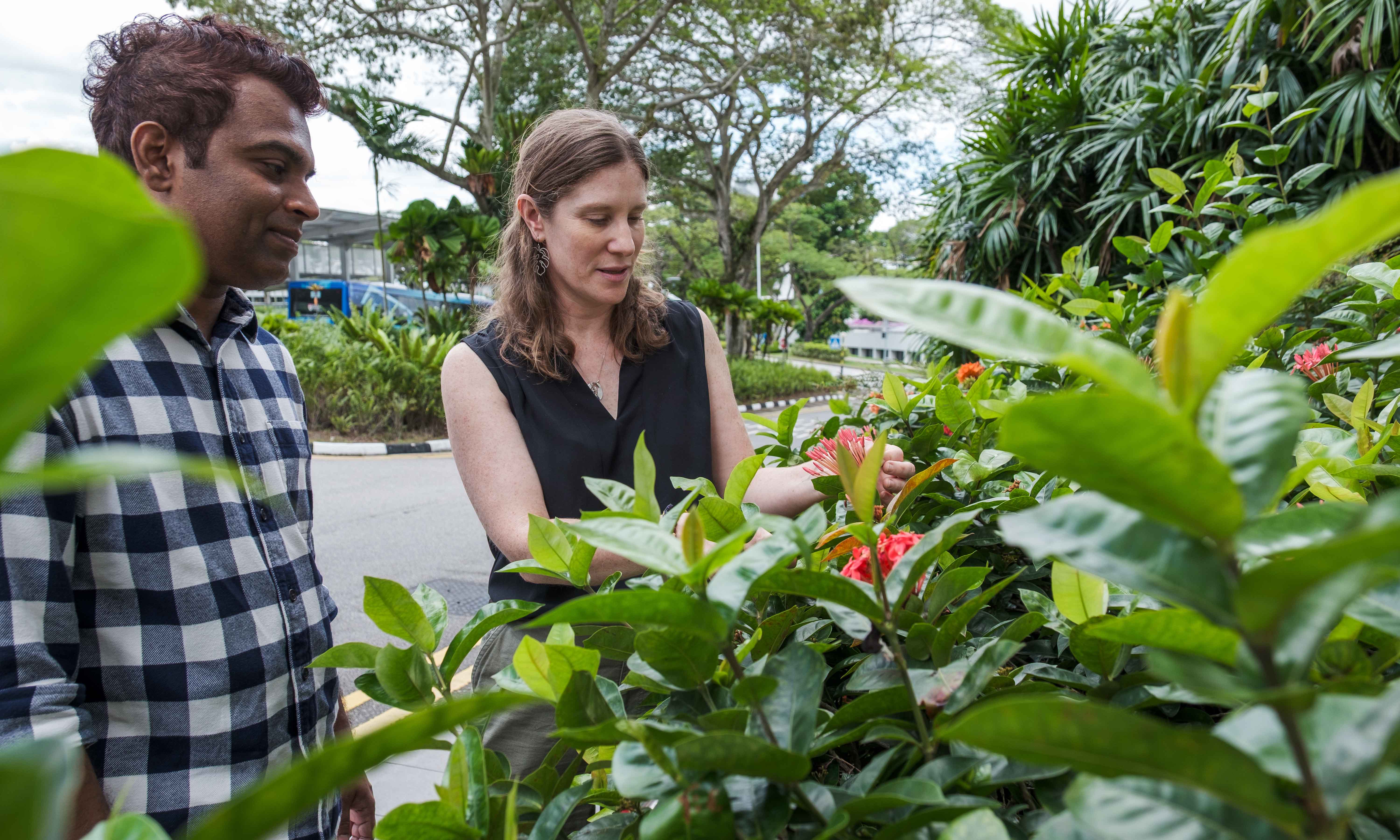 Dr Tharaka S. Priyadarshana and Assoc Prof Eleanor Slade looking at red flowers by the roadside