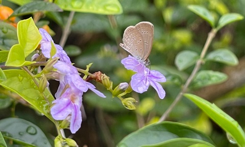 Lesser Grass Blue butterfly on purple flowers